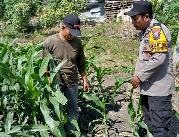 Bhabinkamtibmas Polsek Taman Patroli Lahan Jagung, Perkuat Dukungan Ketahanan Pangan